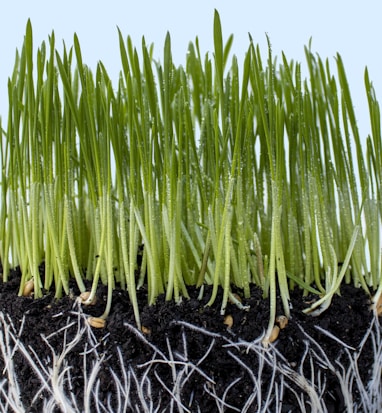 Close-up of vibrant green grass shoots projecting upward from rich black soil, with visible white roots intertwined below and droplets of moisture clinging to the blades.