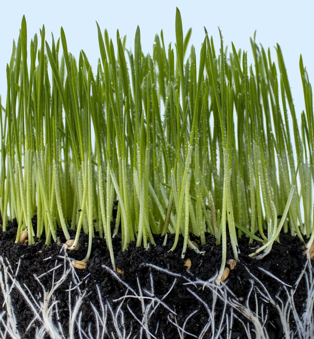 green plant on black soil