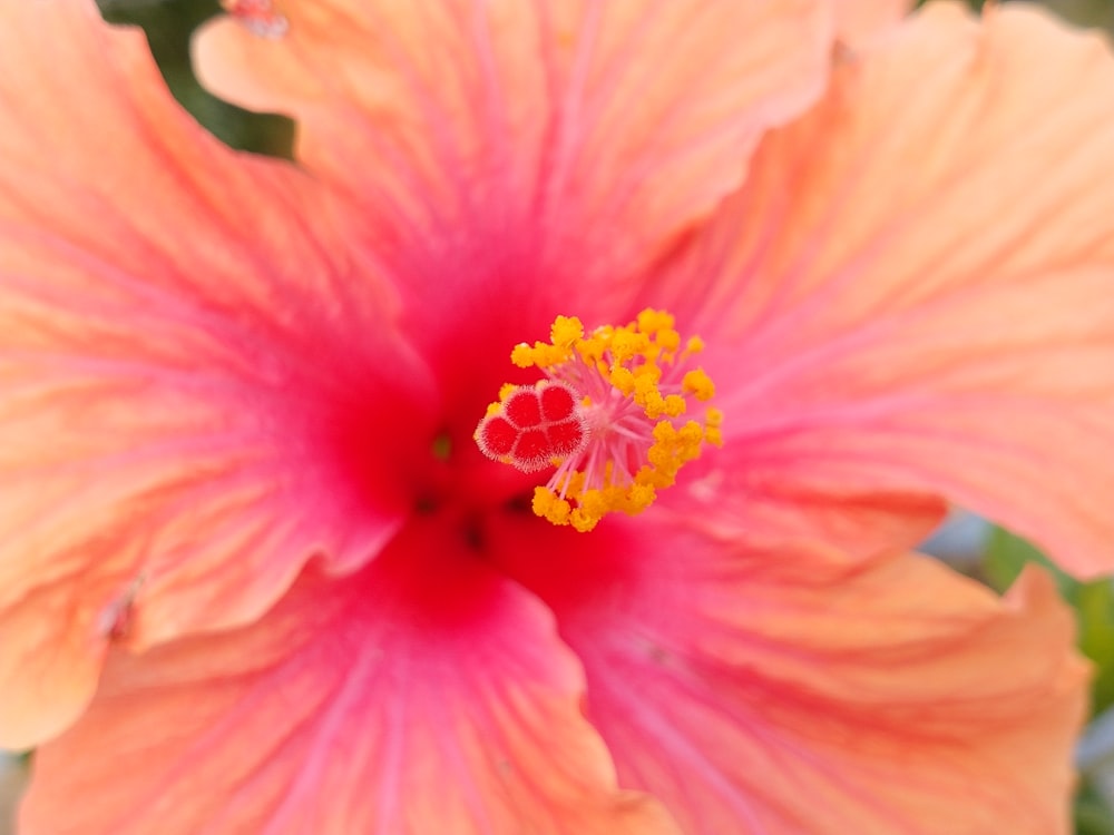 pink flower in macro shot