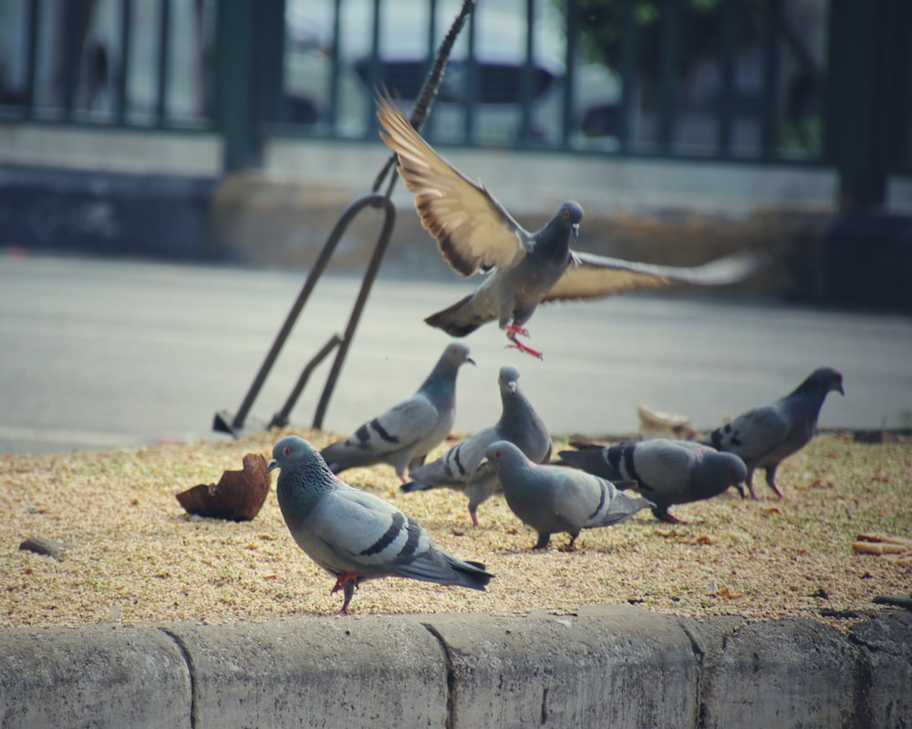 Volée de pigeons sur le sable brun pendant la journée