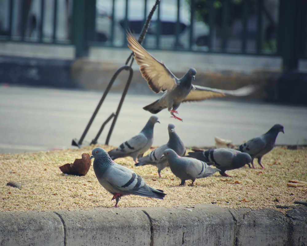 flock of pigeons on brown sand during daytime