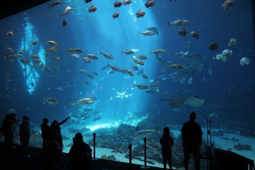 silhouette of people standing near fish tank
