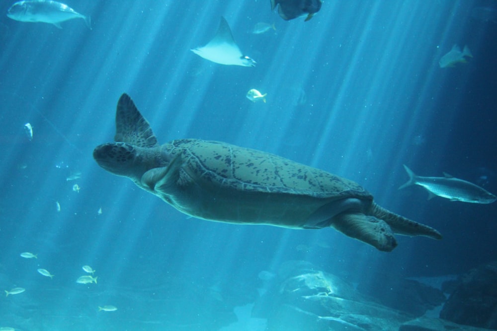 brown turtle under water during daytime