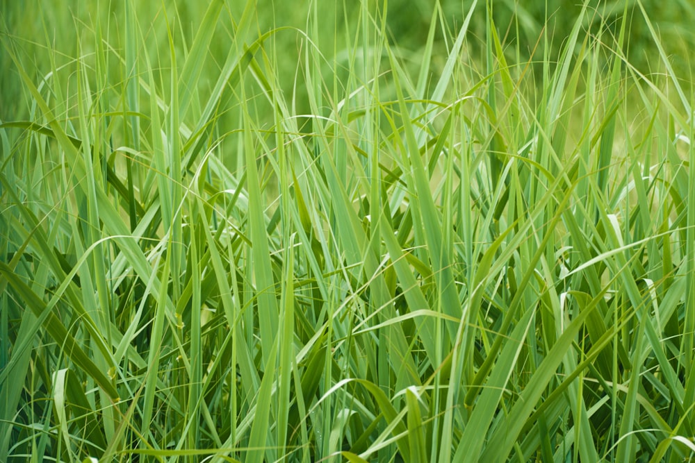 Campo de hierba verde durante el día