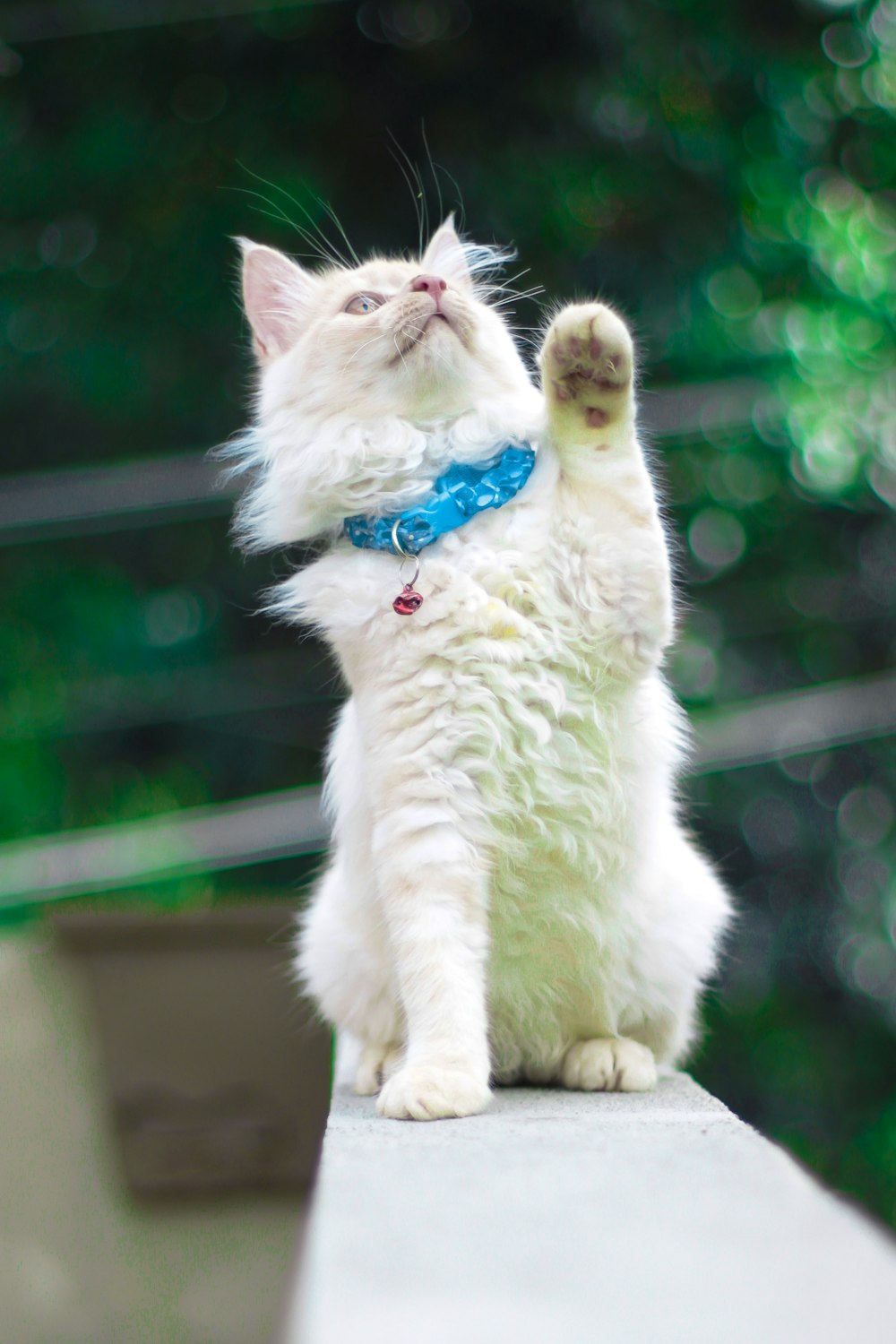 chat blanc avec collier bleu