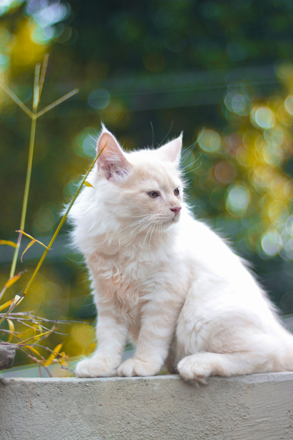 weiße Katze auf gelben Blüten