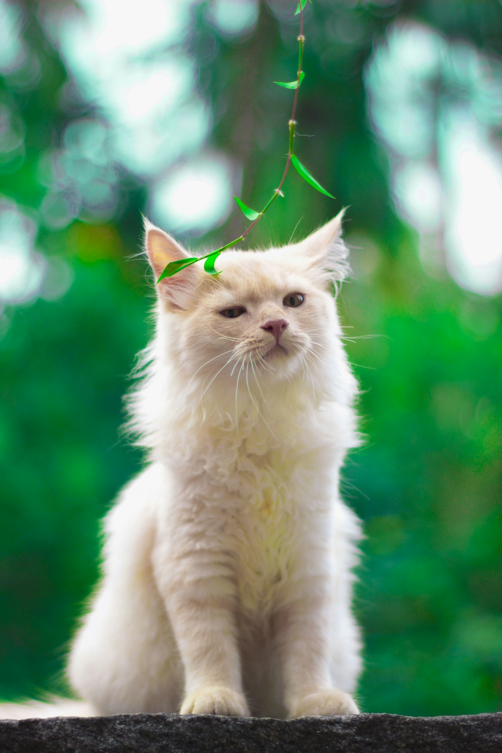 gato blanco en hierba verde durante el día