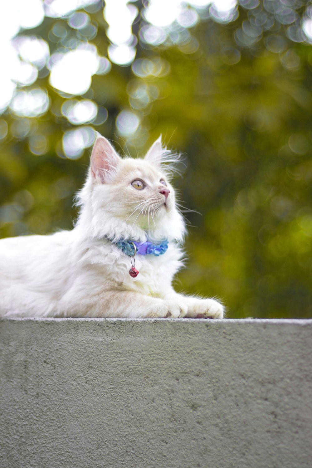 gato blanco sobre superficie de hormigón gris