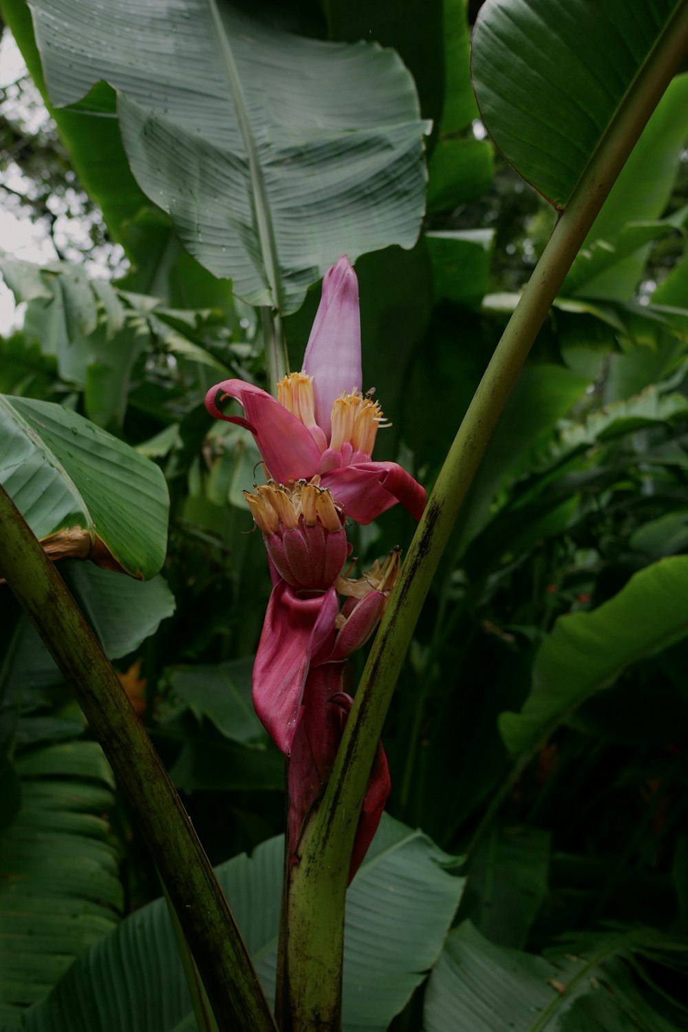 pink and yellow flower in bloom during daytime