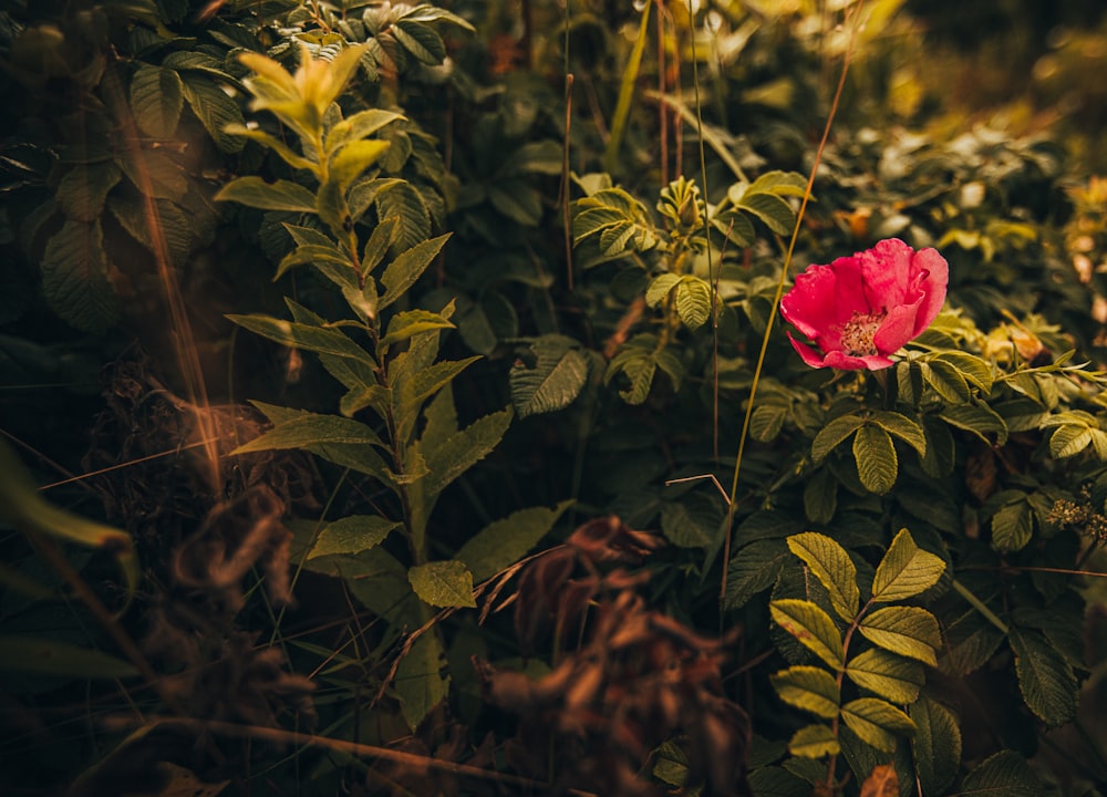 red rose in bloom during daytime