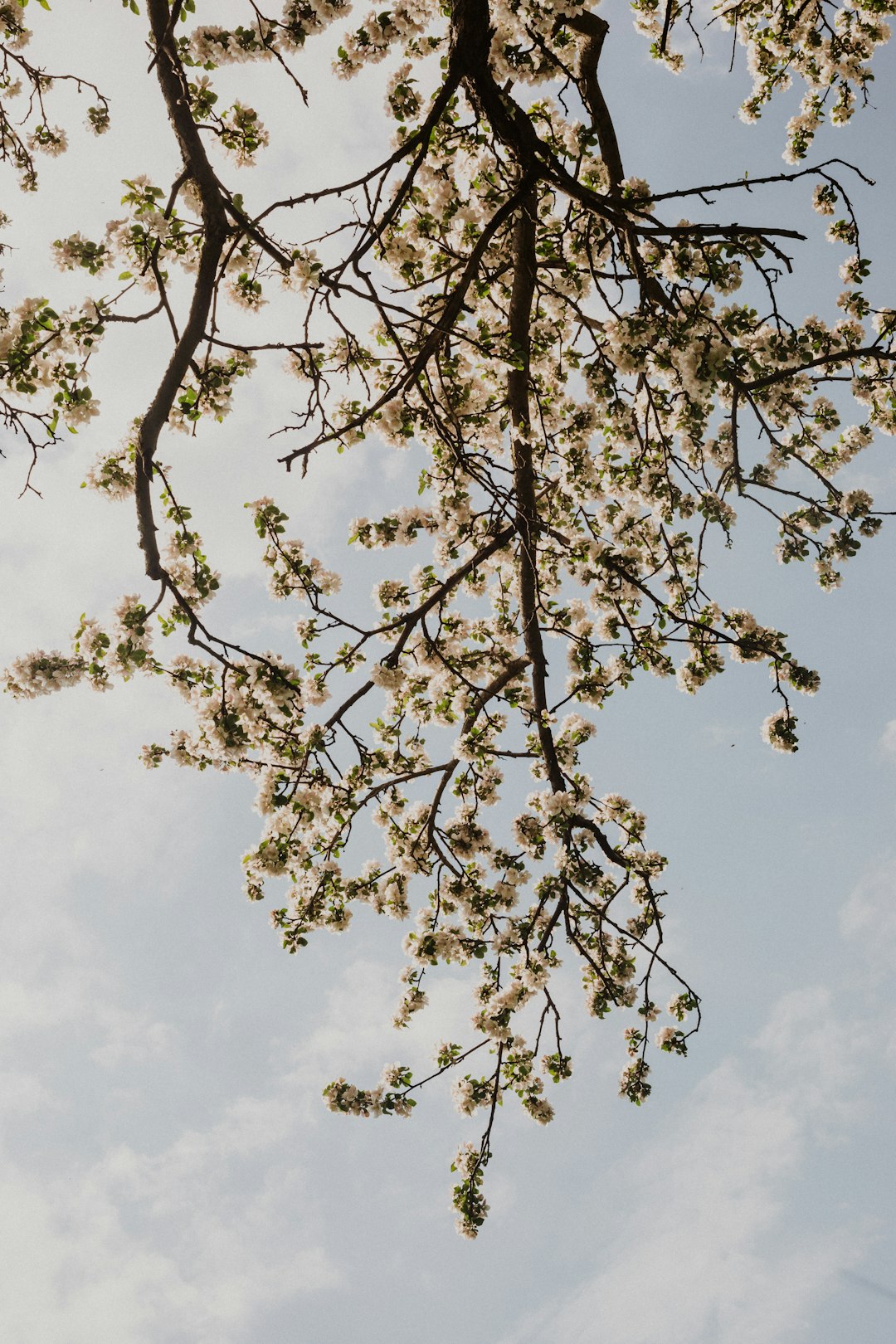 white and green leaf tree under white clouds and blue sky during daytime