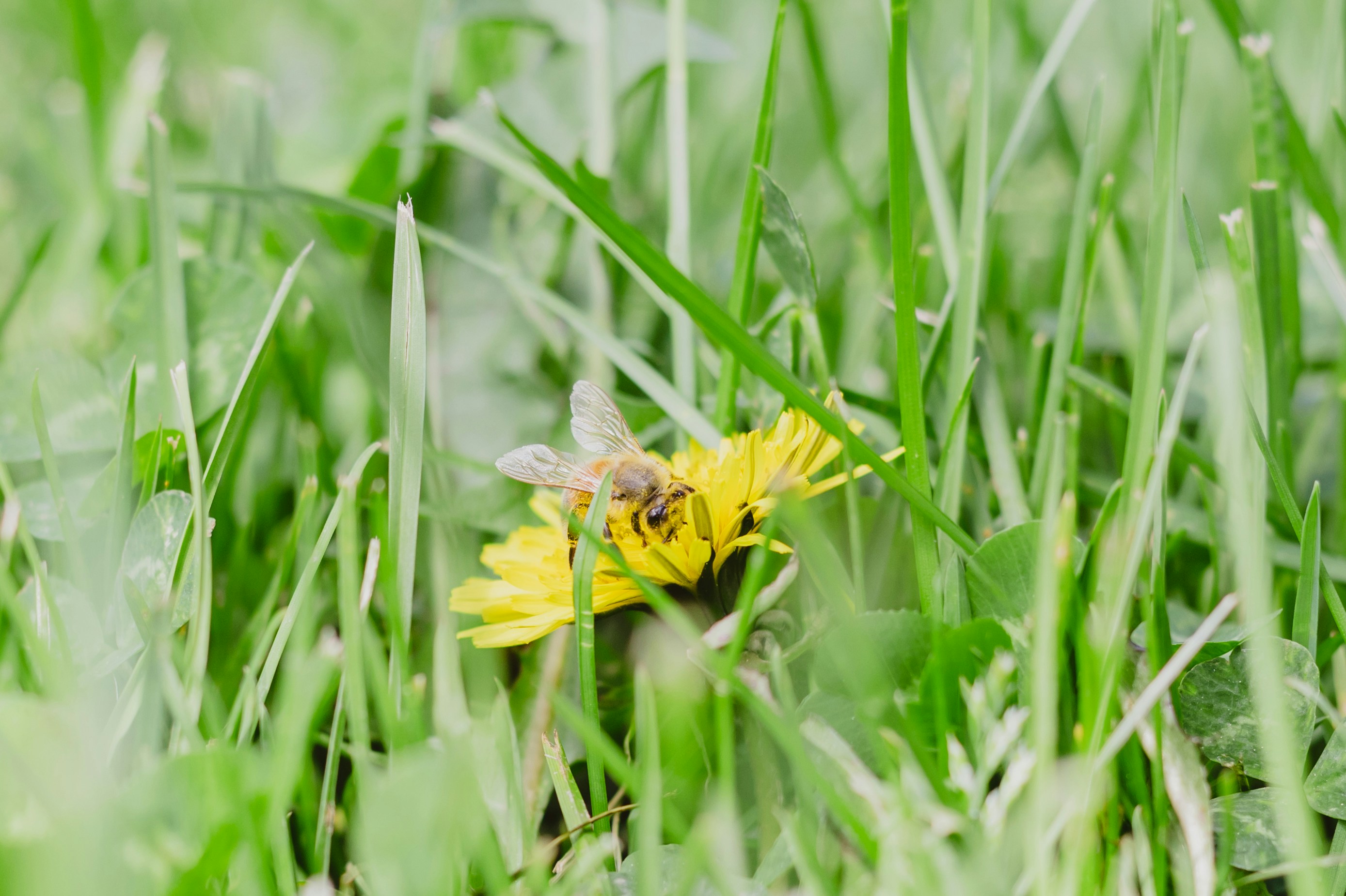 Photo by sjanesphotos