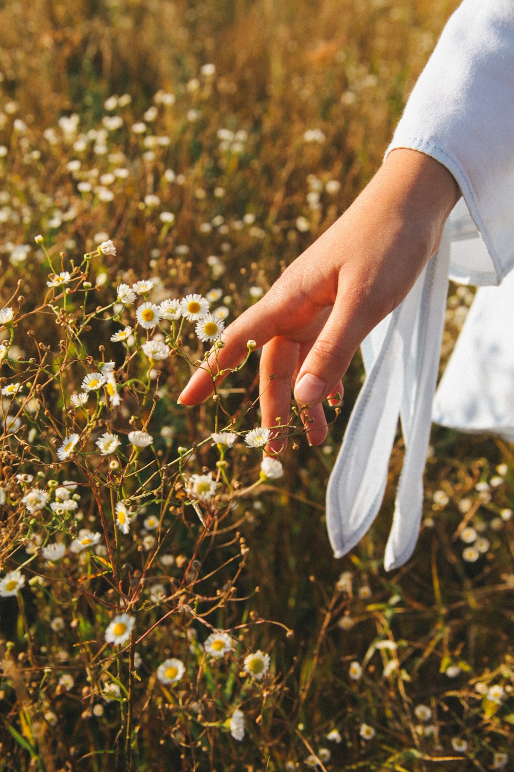 person holding yellow flower during daytime