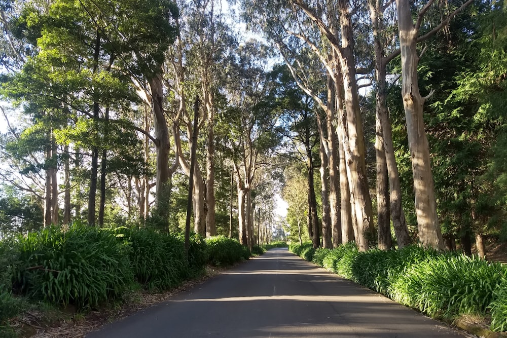 gray concrete road between green trees during daytime