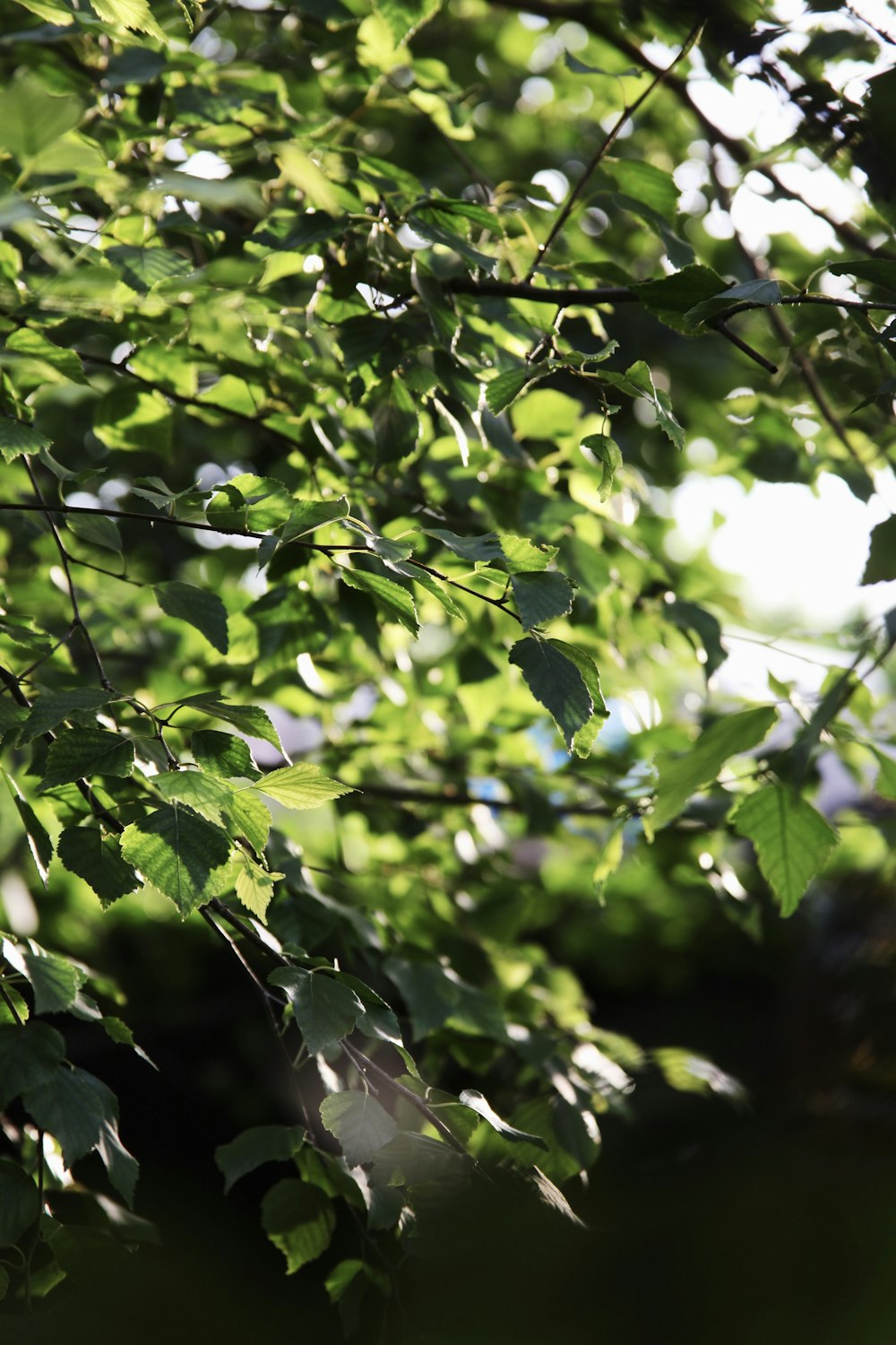 green leaves in tilt shift lens