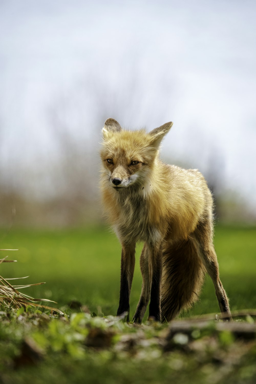 brown fox on green grass during daytime