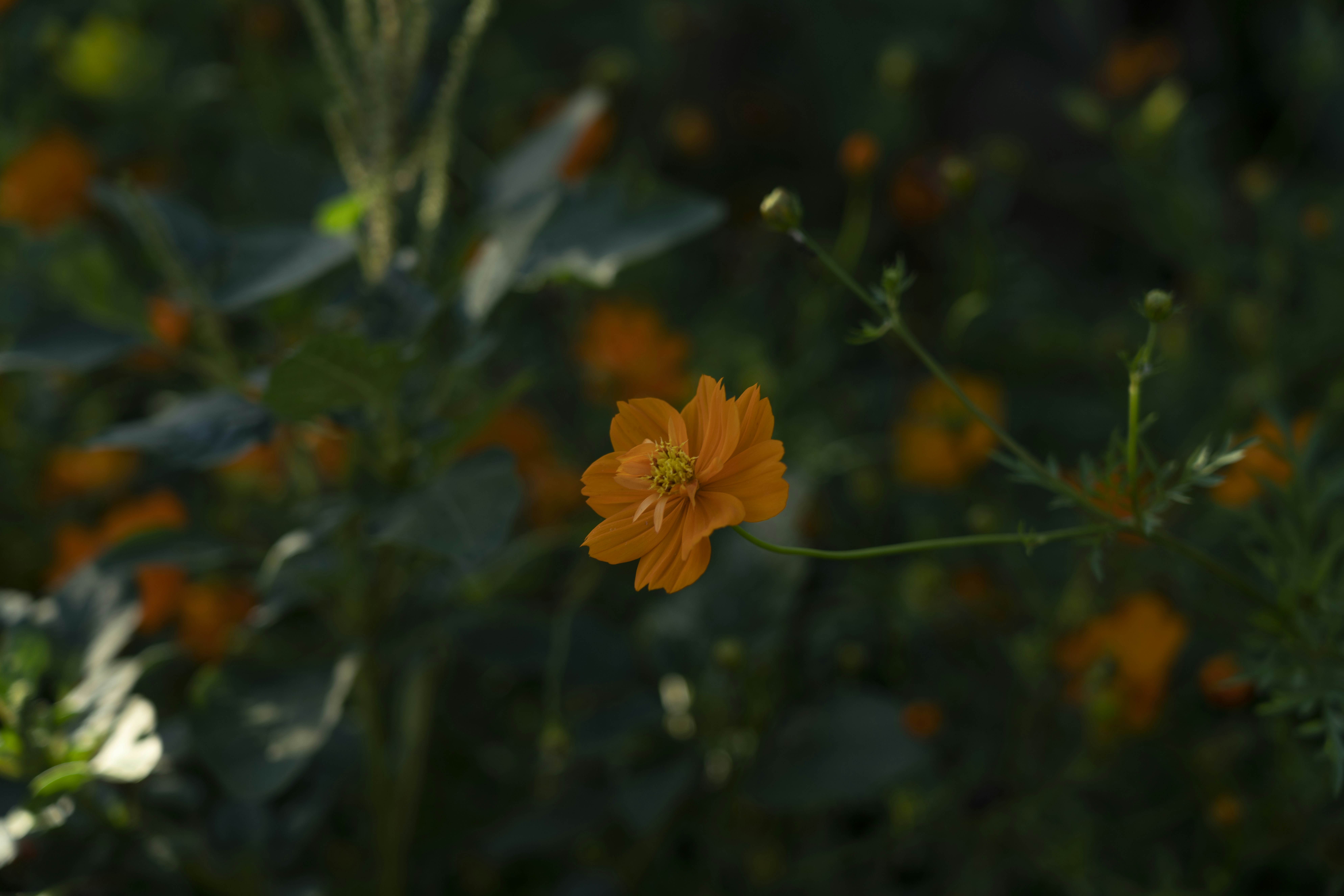 Photo by shivek_photography