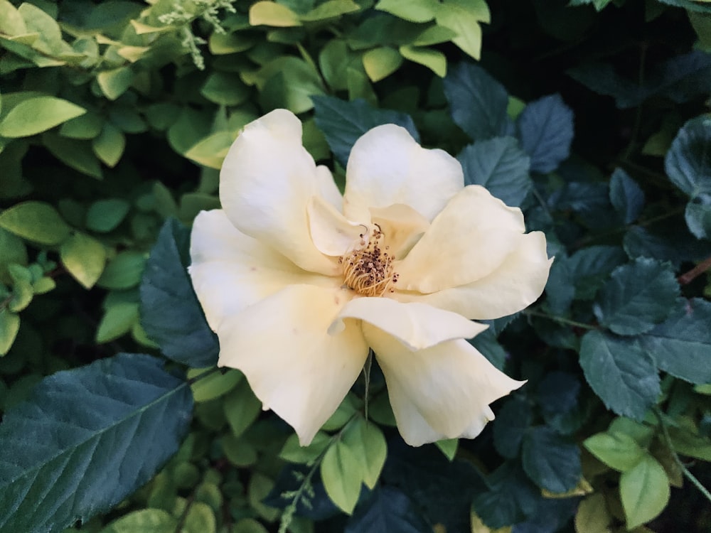 white flower with green leaves