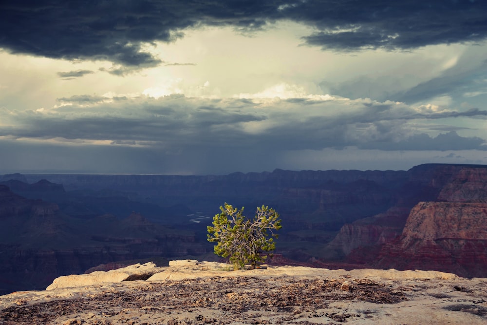 green tree on brown rocky mountain under white clouds and blue sky during daytime