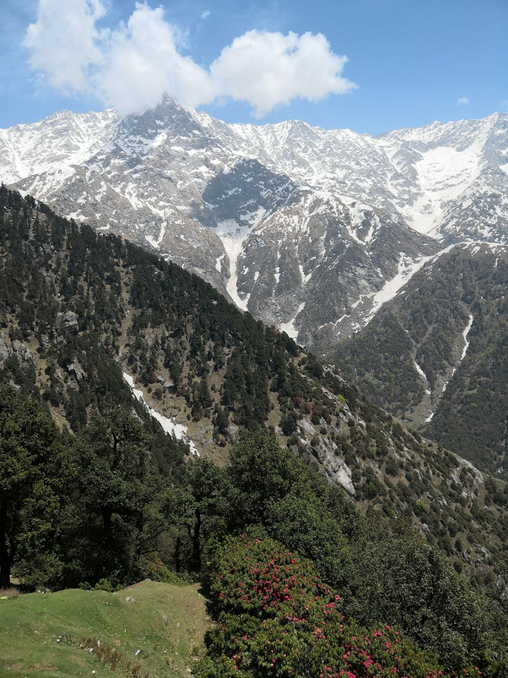 green trees near mountain during daytime