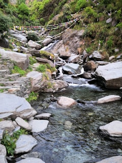 A serene Himalayan mountain stream flowing through lush greenery where herbs are handpicked.