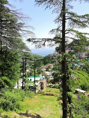 A scenic lot surrounded by tall trees and open skies, perfect for building a dream home.