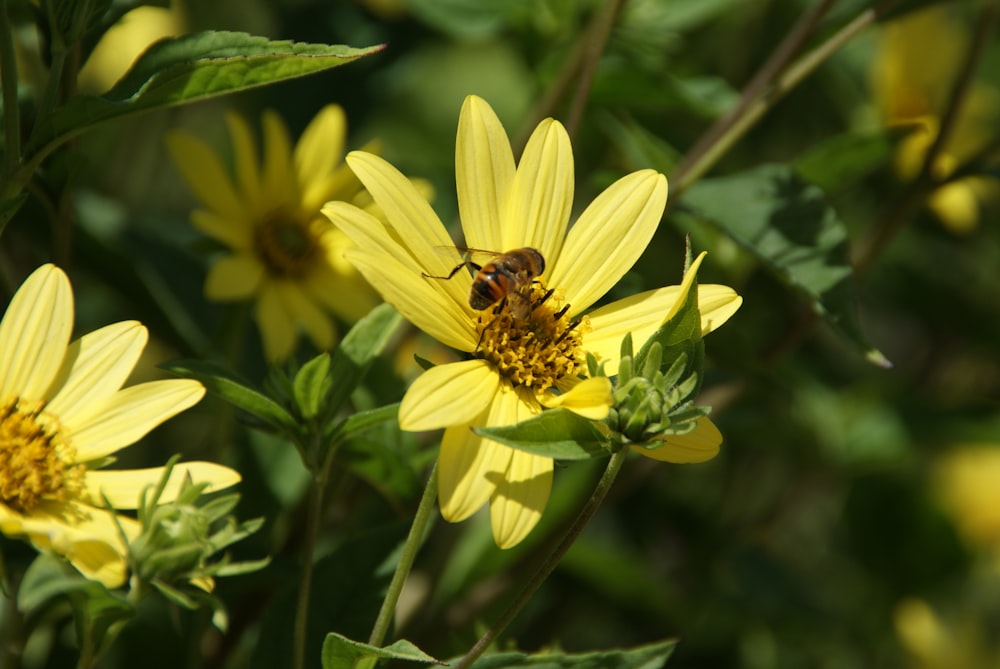 yellow flower with bee on top