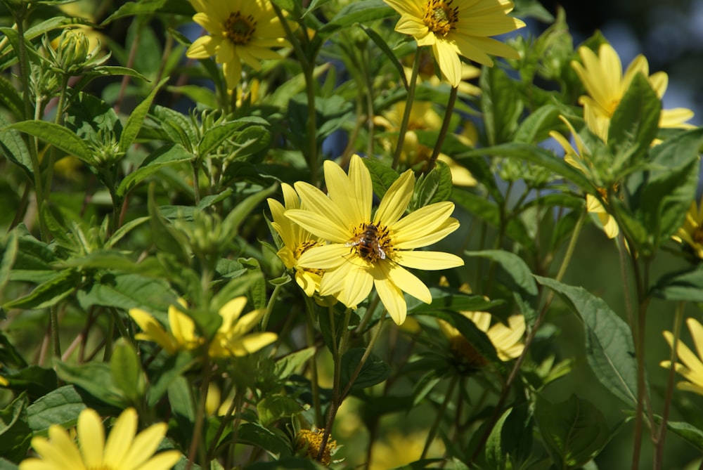 a group of yellow flowers with green leaves