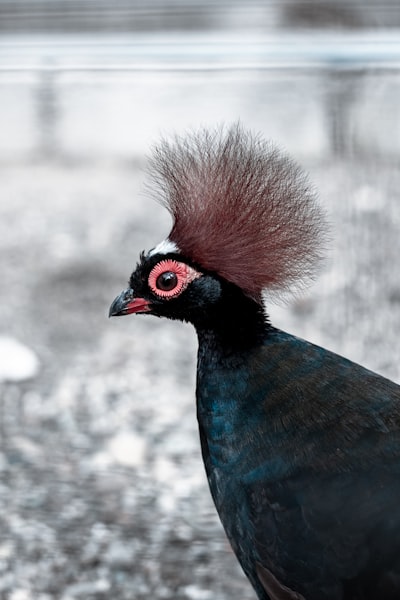 blue red and black bird