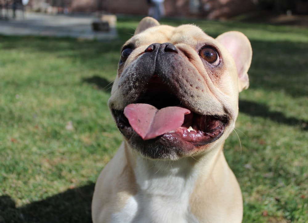 white and brown short coated dog on green grass field during daytime