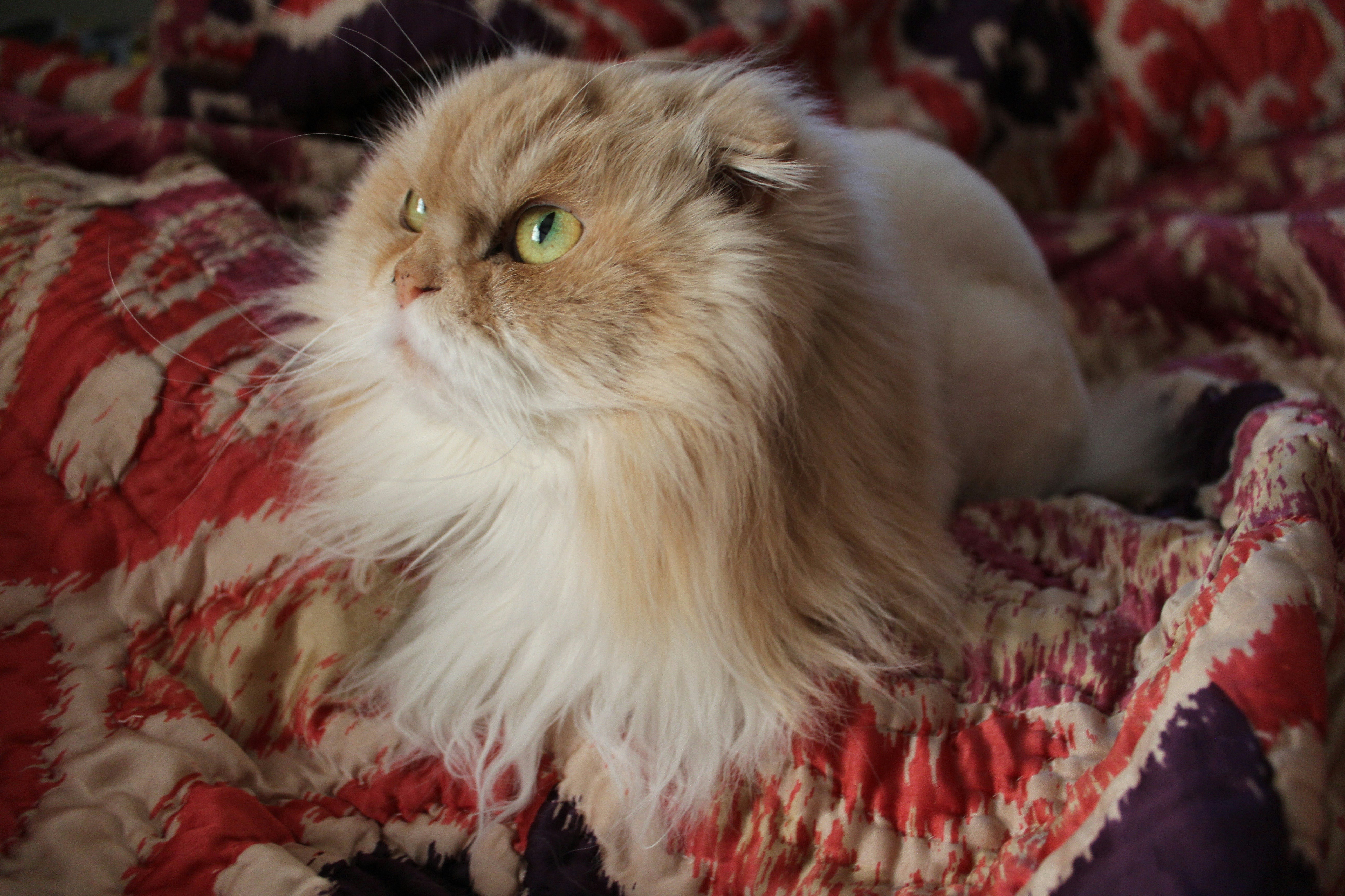 Persian: The Regal Murmurers (image credits: unsplash)