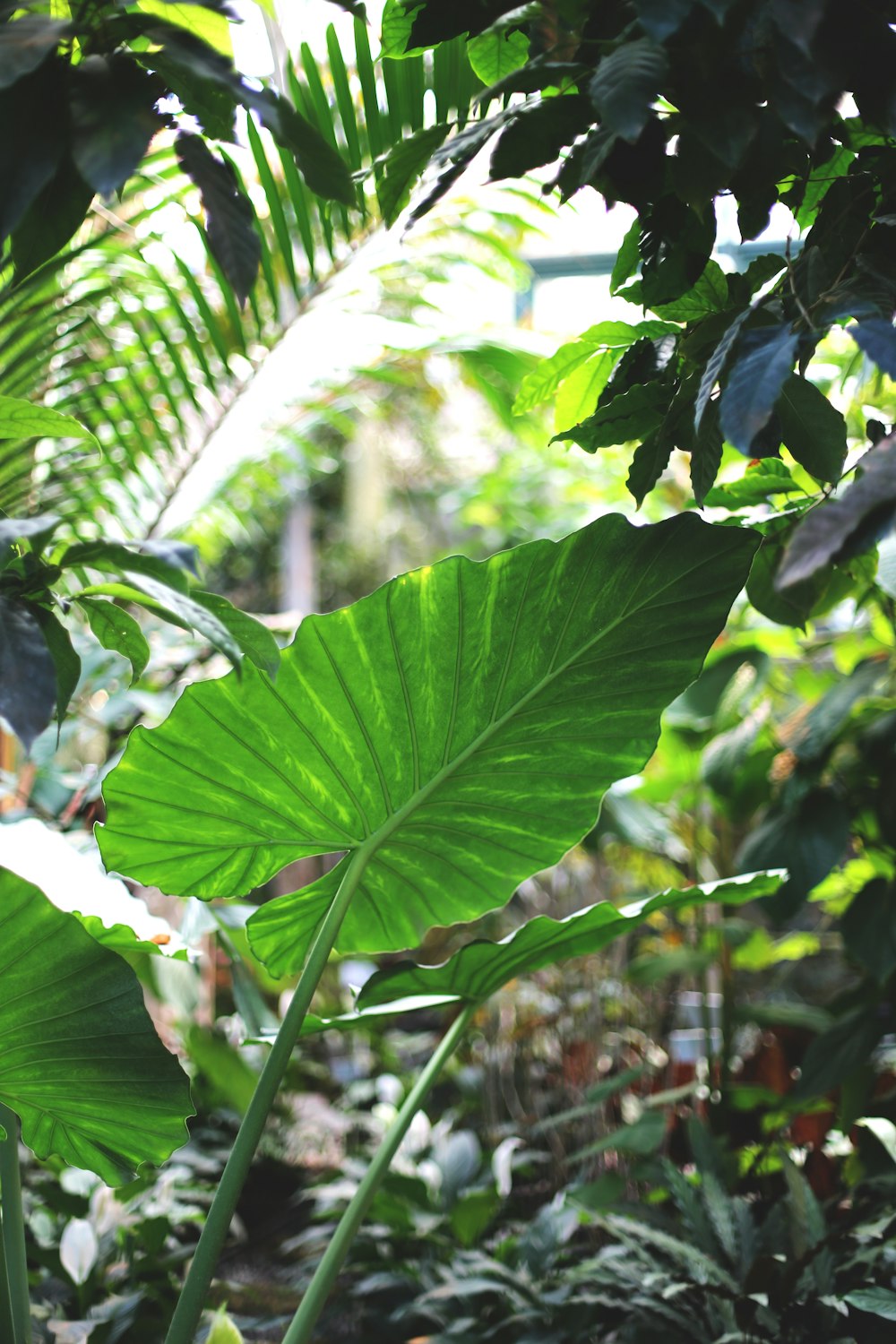 green leaf plant during daytime