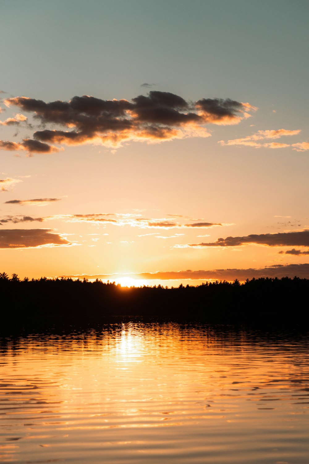 silhouette of trees near body of water during sunset