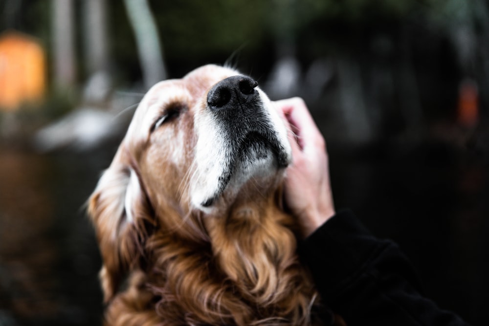 golden retriever in tilt shift lens