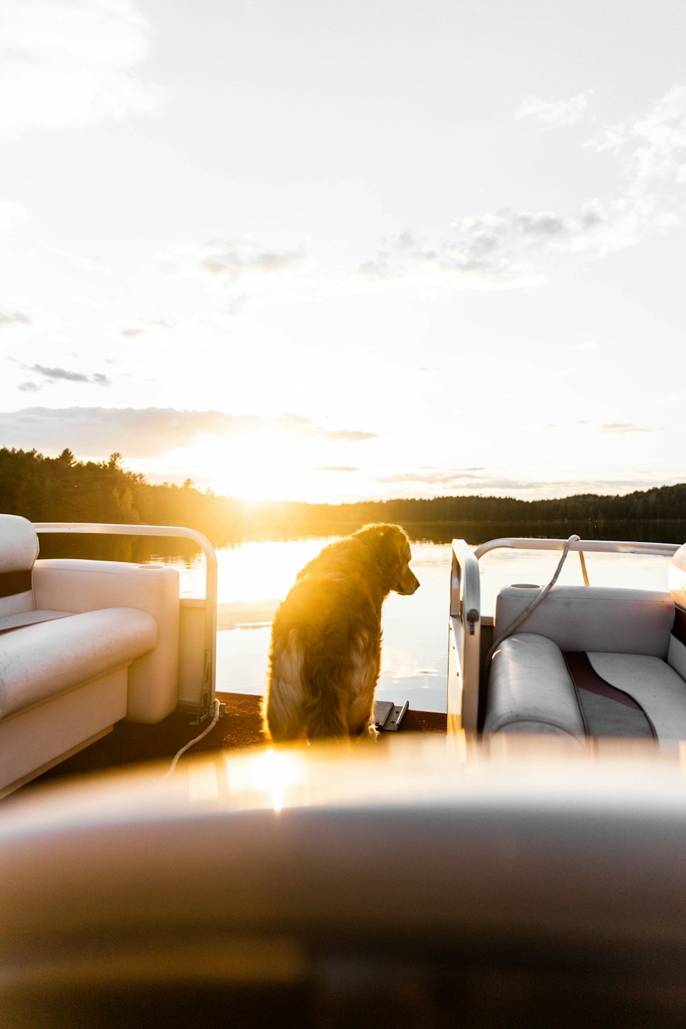 golden retriever on white leather sofa