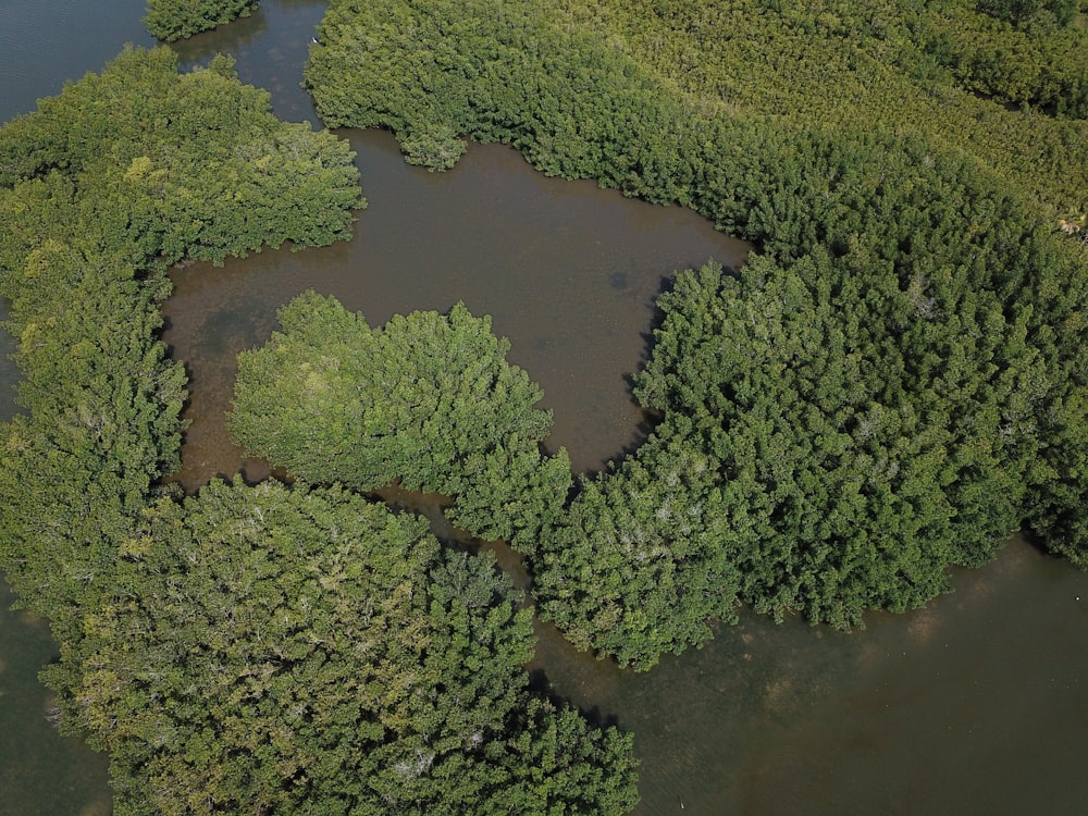 green trees on brown soil