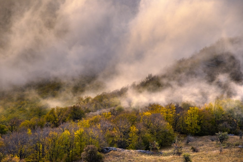 green trees under white clouds during daytime