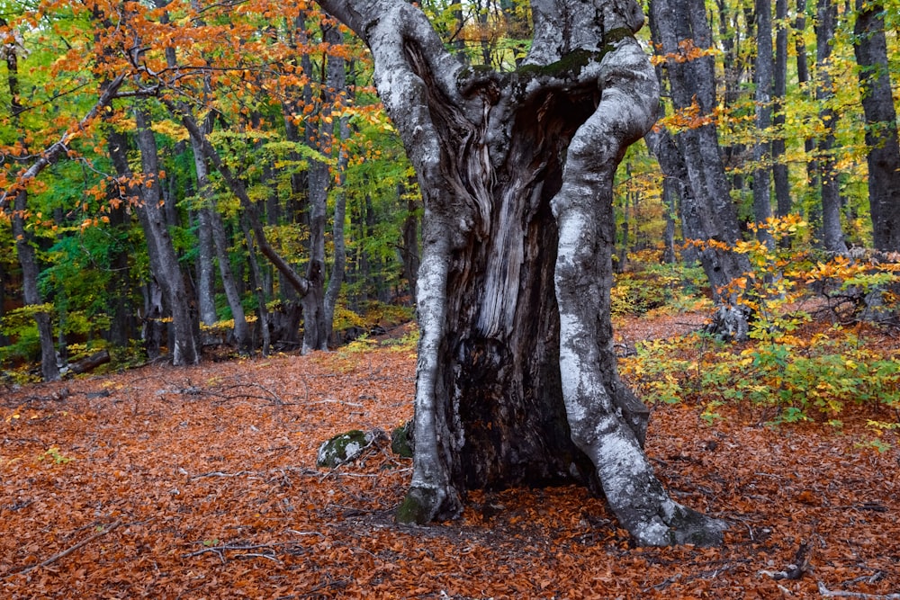 tronco marrom da árvore em folhas marrons