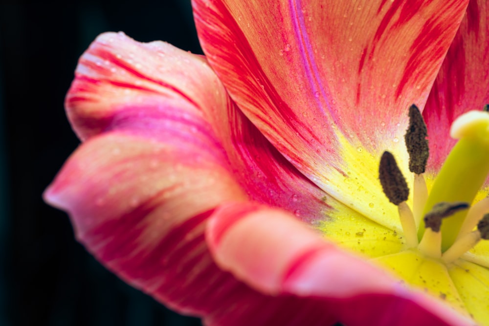 pink and yellow flower in macro photography