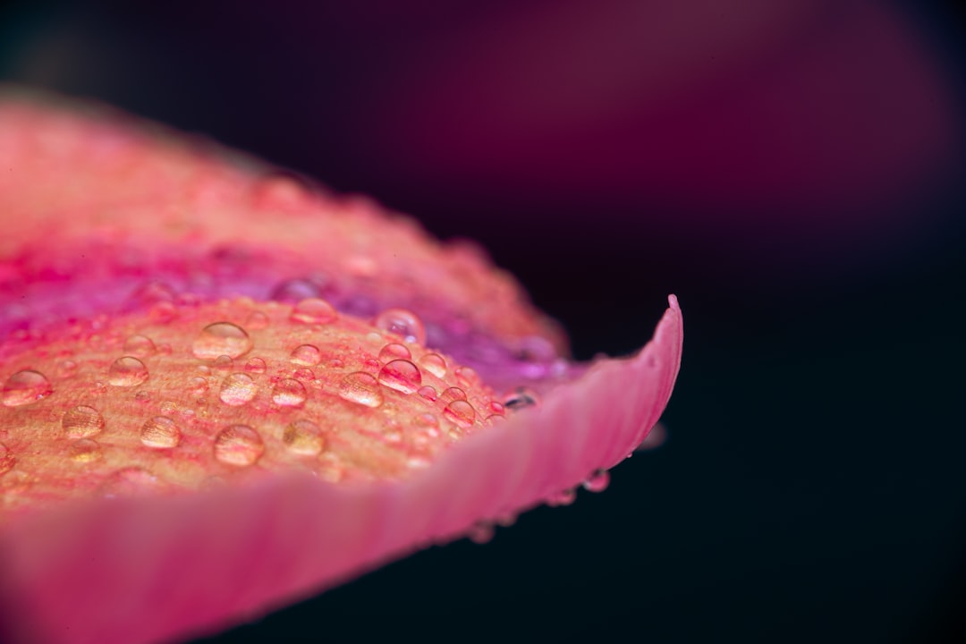 pink flower with water droplets