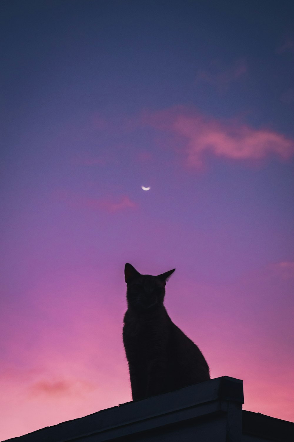 silhouette of cat under purple sky
