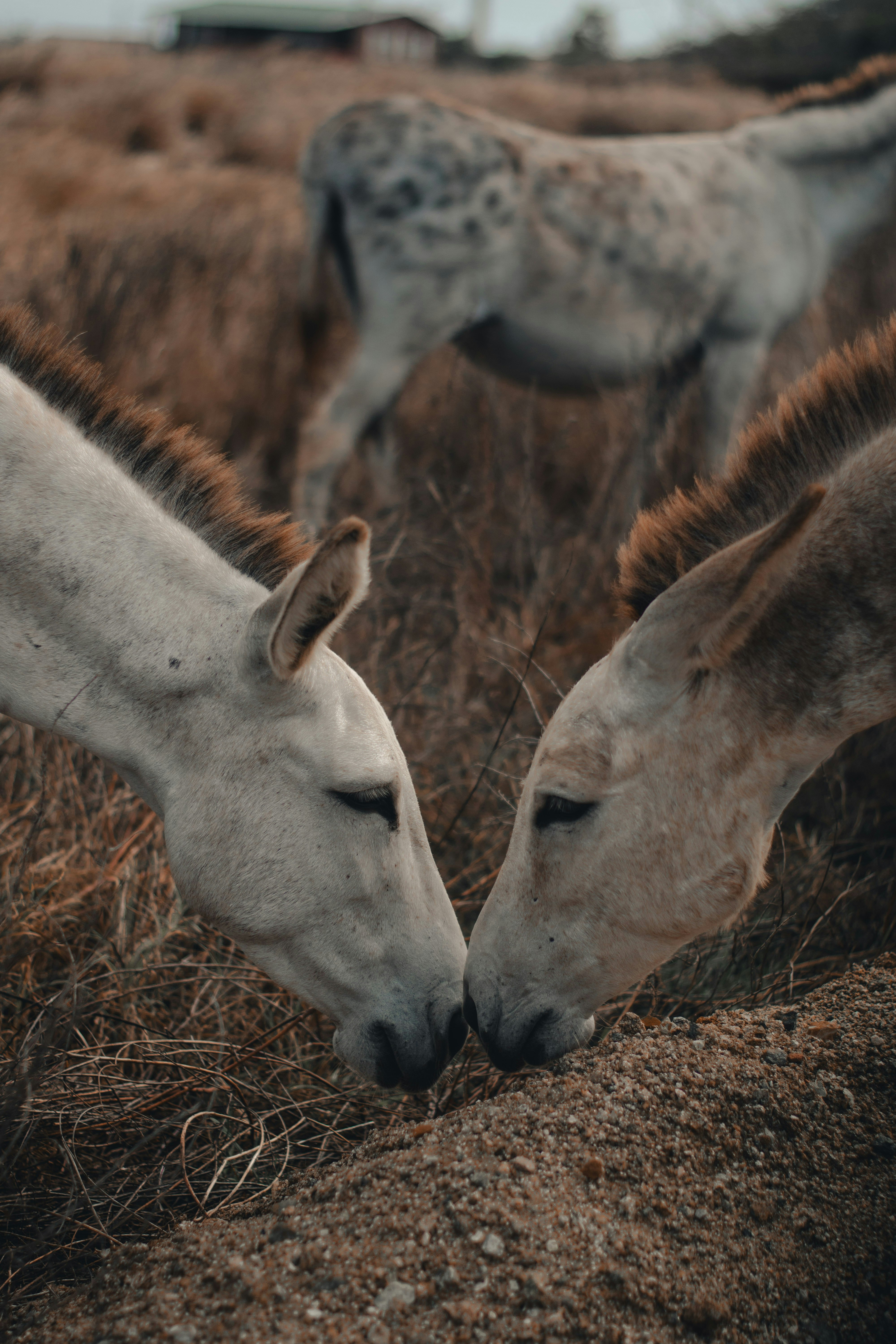 white horse eating brown grass during daytime