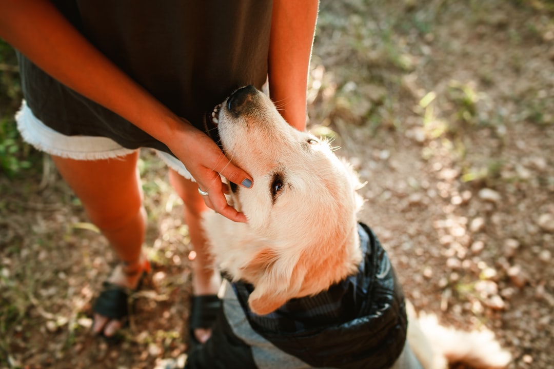 person petting white long haired dog