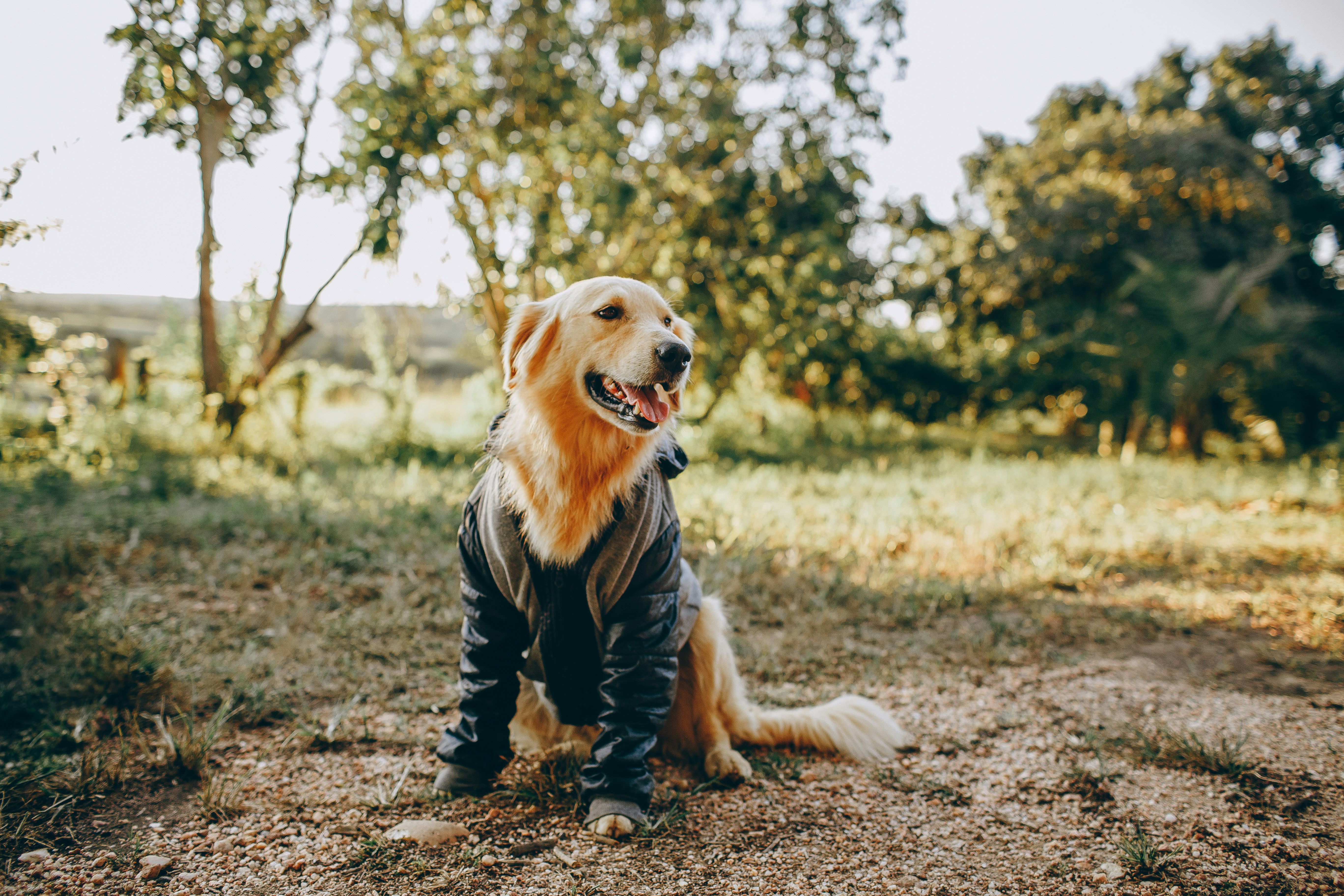 Happy golden retriever dog acclimating to wearing a cozy sweater