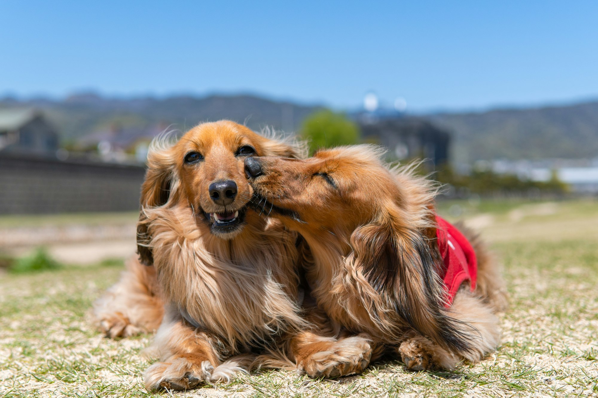 The Sizeable Story of the Long-Haired Dachshund: Variations and Expectations