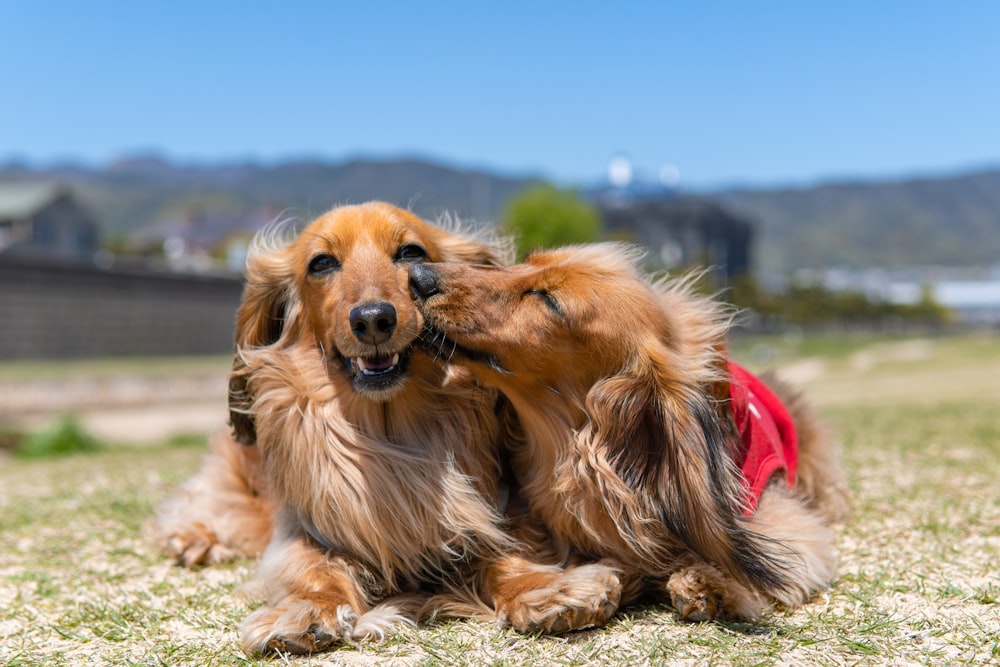 brown long coated dog lying on brown sand during daytime