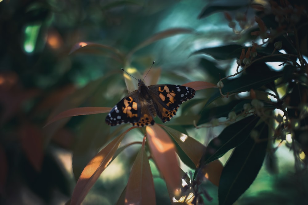 black and brown butterfly on green plant