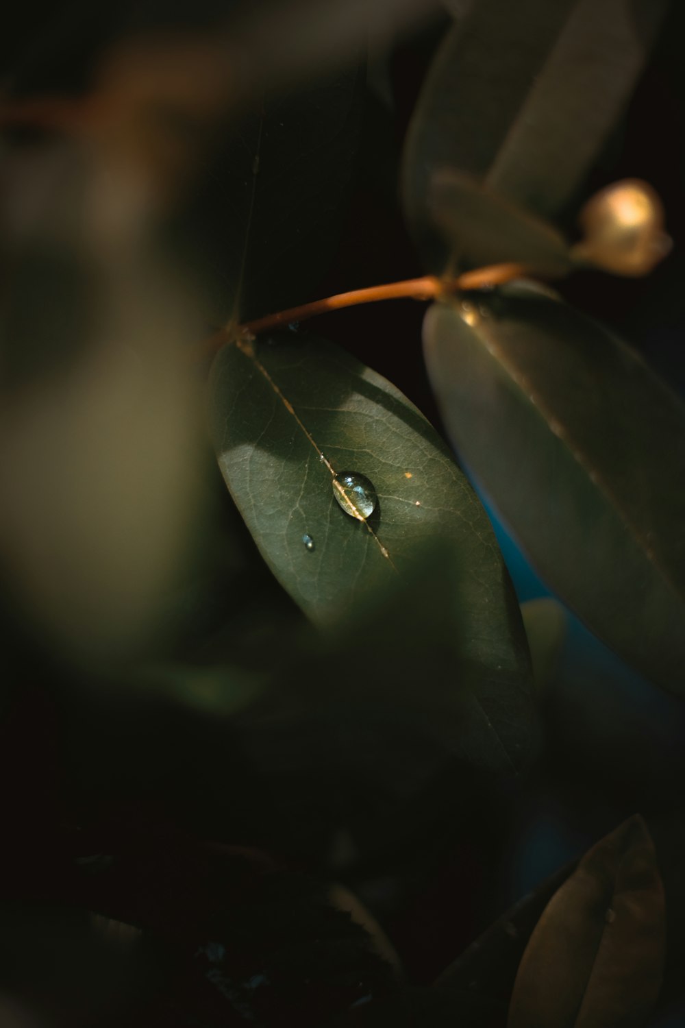 water droplet on green plant