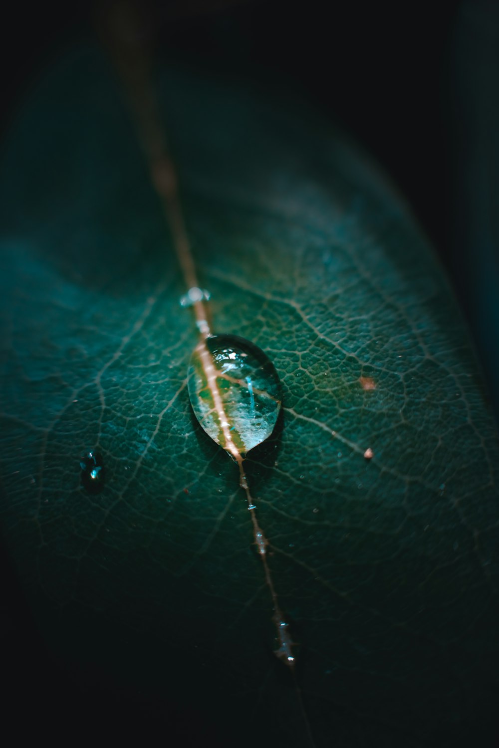 water drop on green leaf