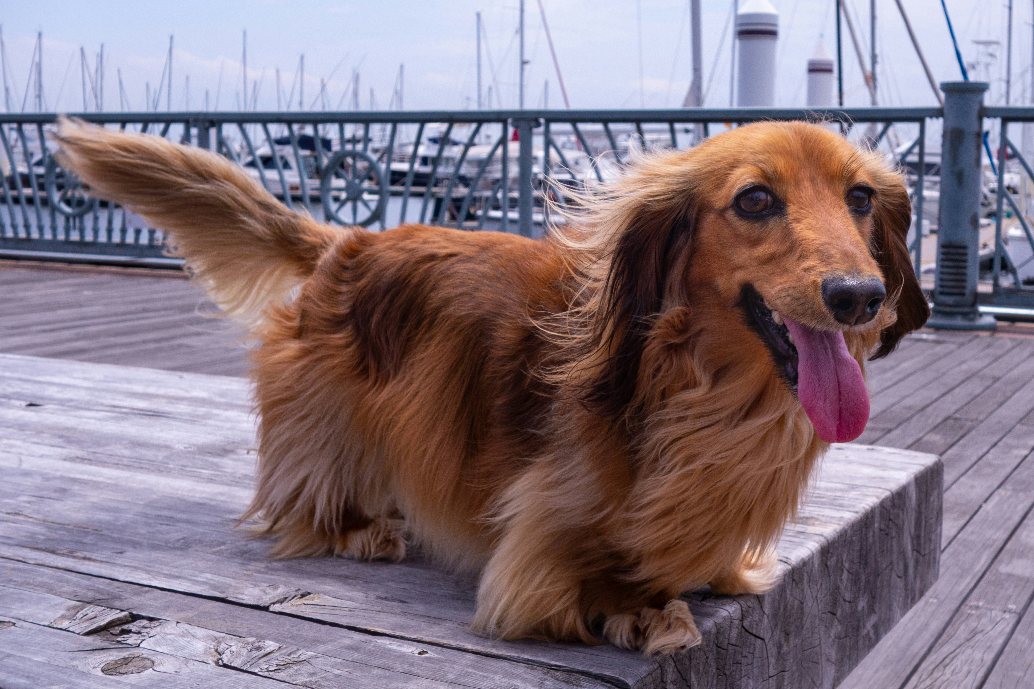 El Teckel o Perro Salchicha – Razas de perros